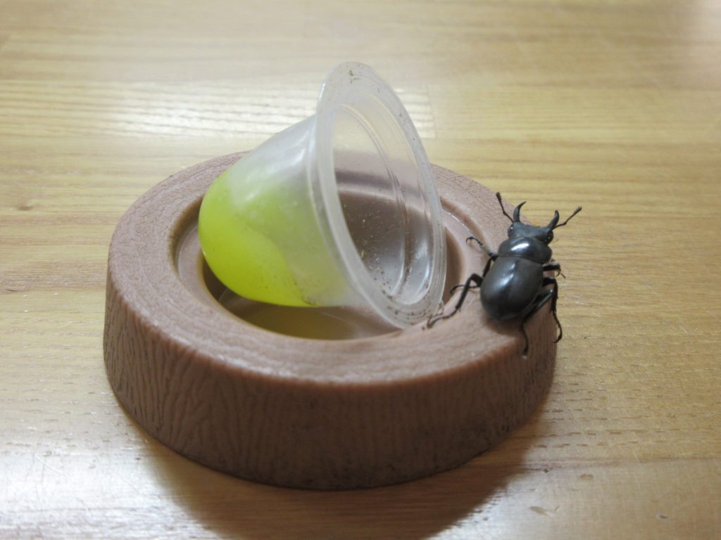 冬眠中のクワガタ