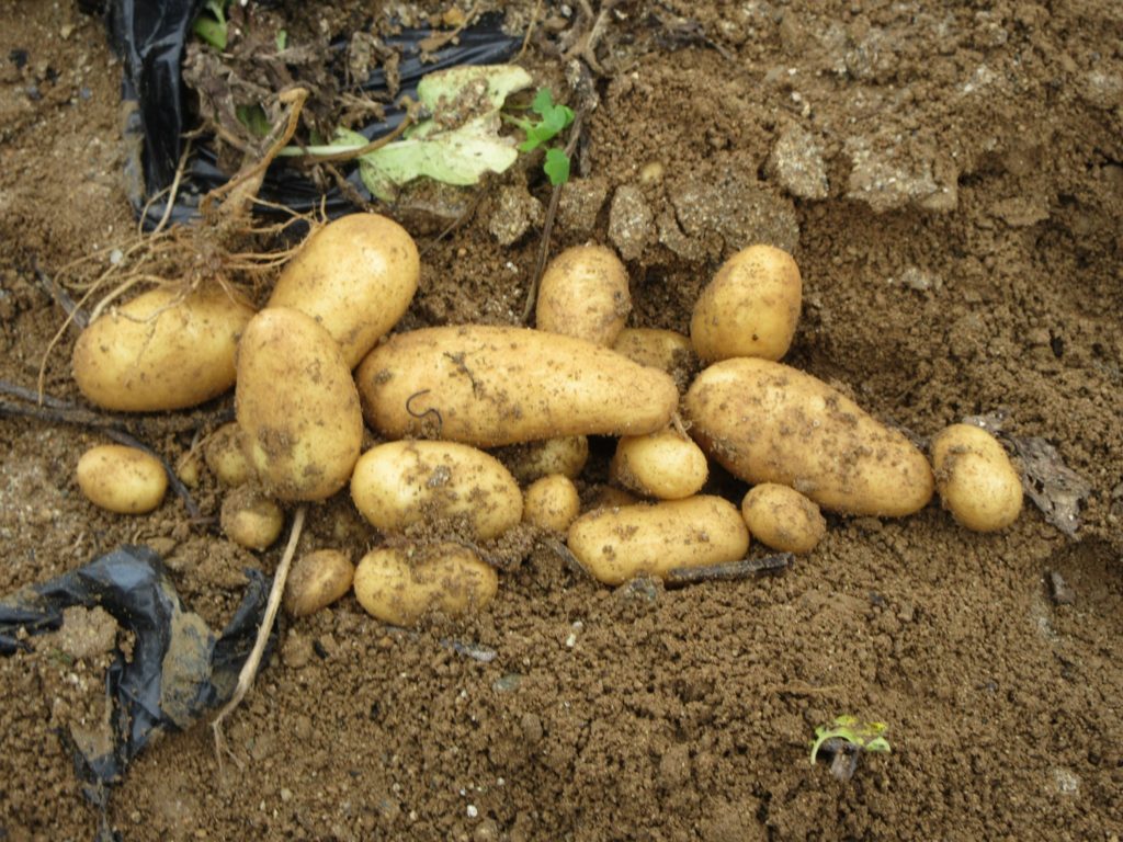 ジャガイモ堀り
