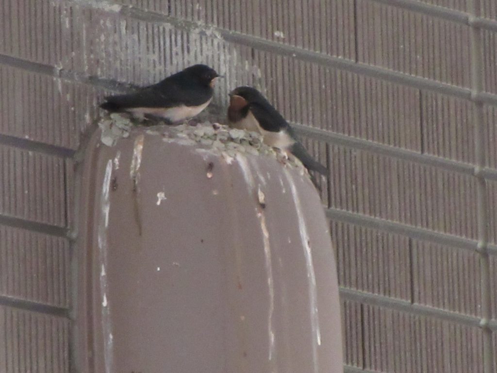 来年また帰って来てください。