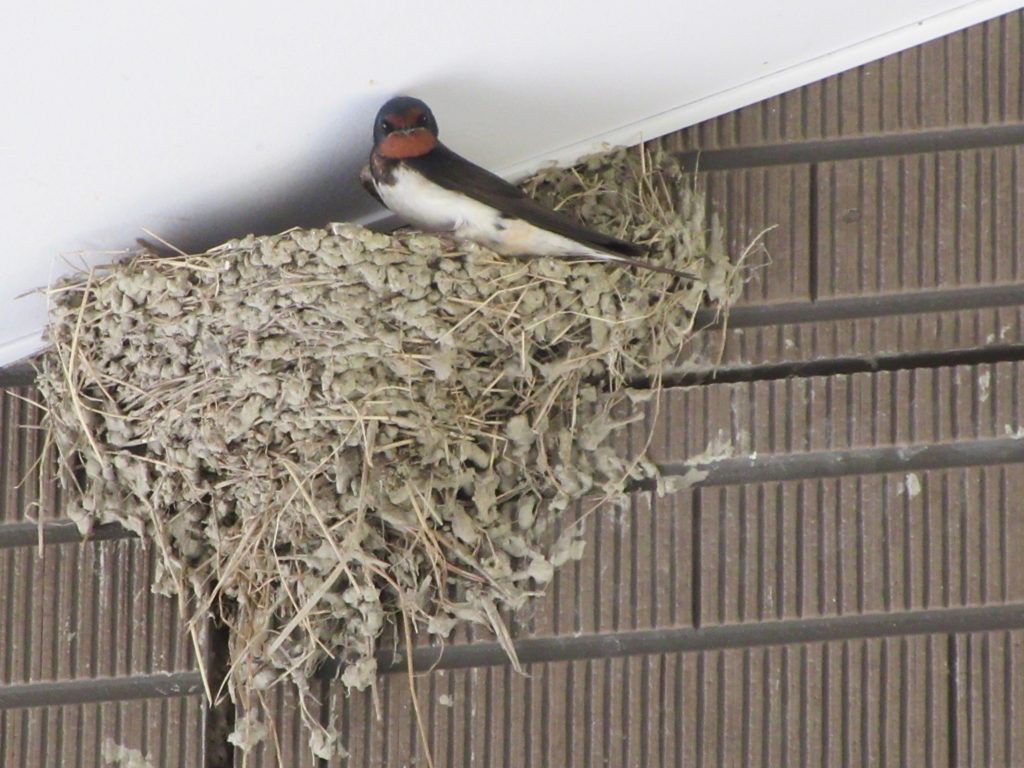 ツバメの巣作り開始