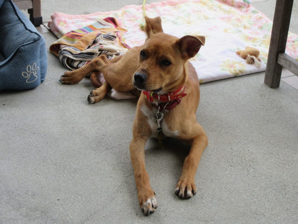 「赤毛のアン」ちゃん