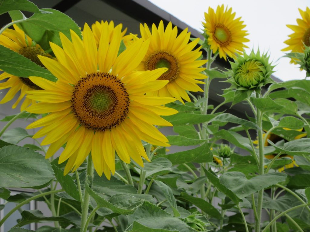 最初のひまわりの開花