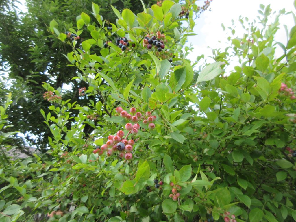 ブルーベリー狩り