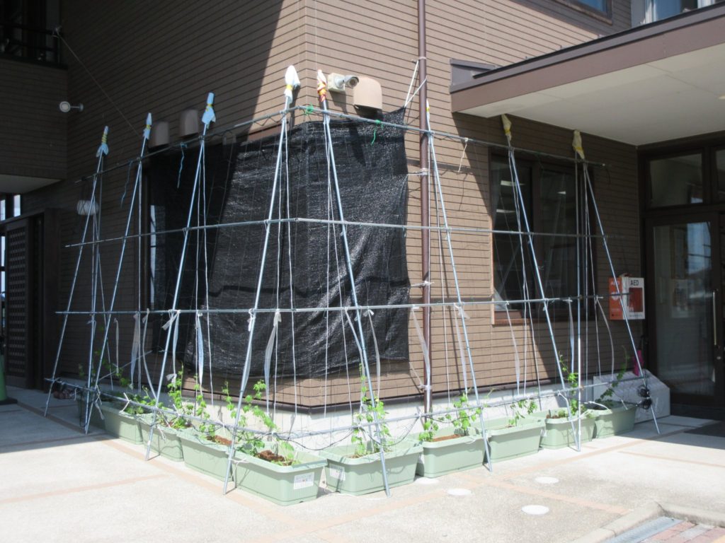 ゴーヤカーテン