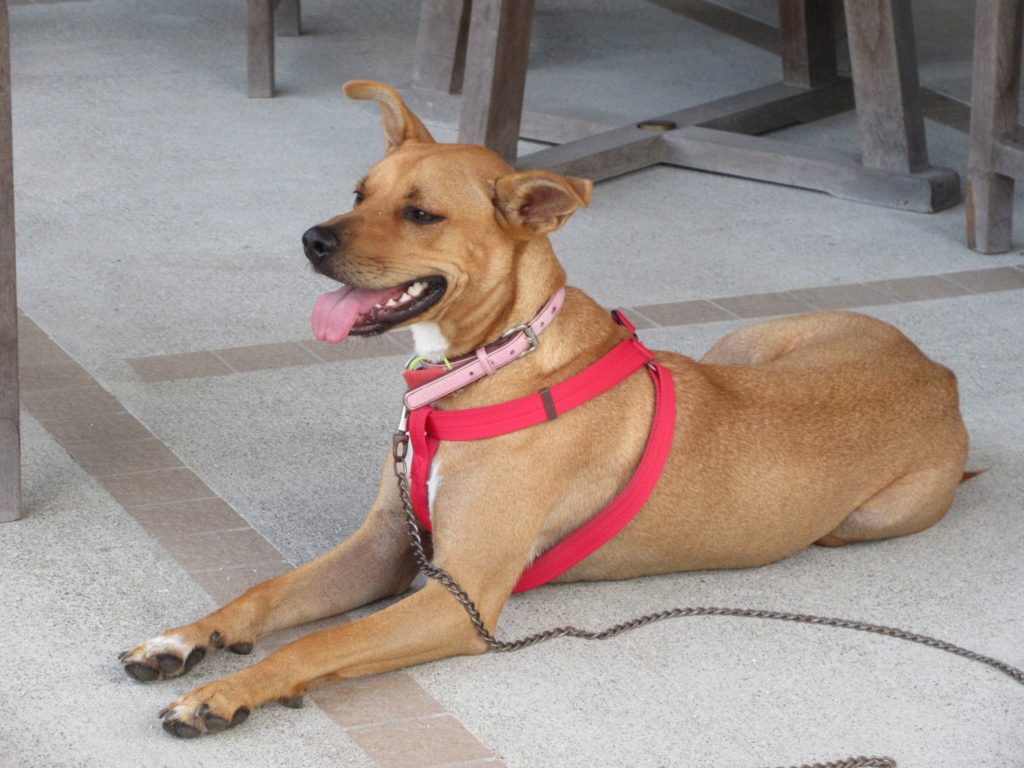 ボランティア犬「アンちゃん」