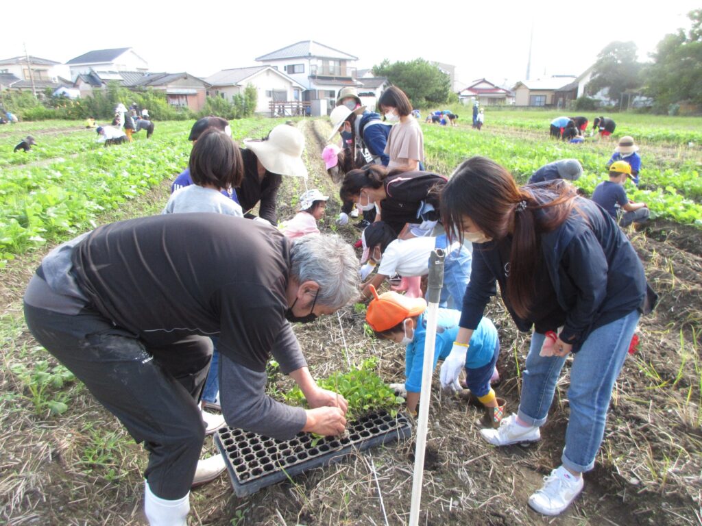 ２度目の苗植え