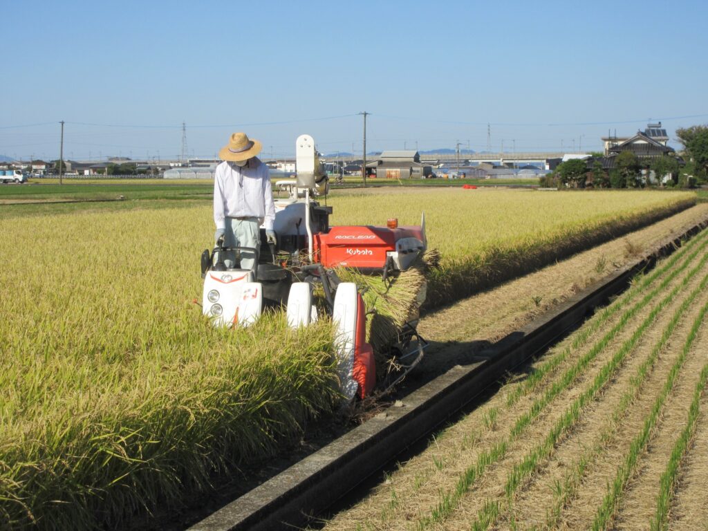 稲の収穫作業