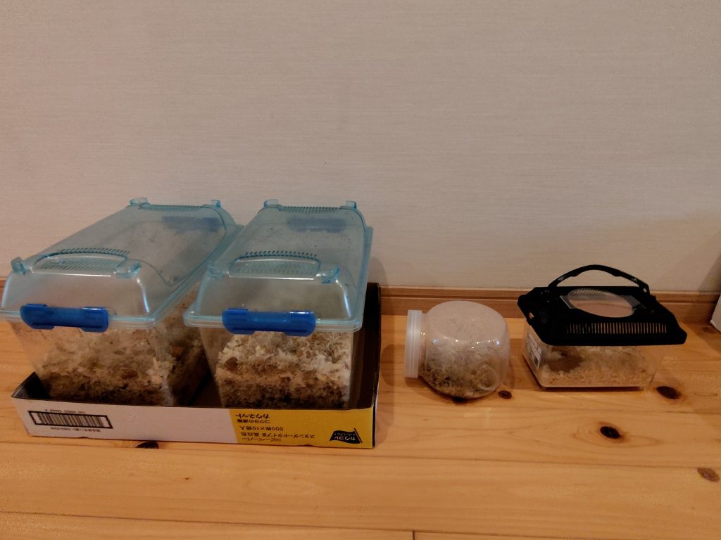 ブトムシとクワガタのご寄付