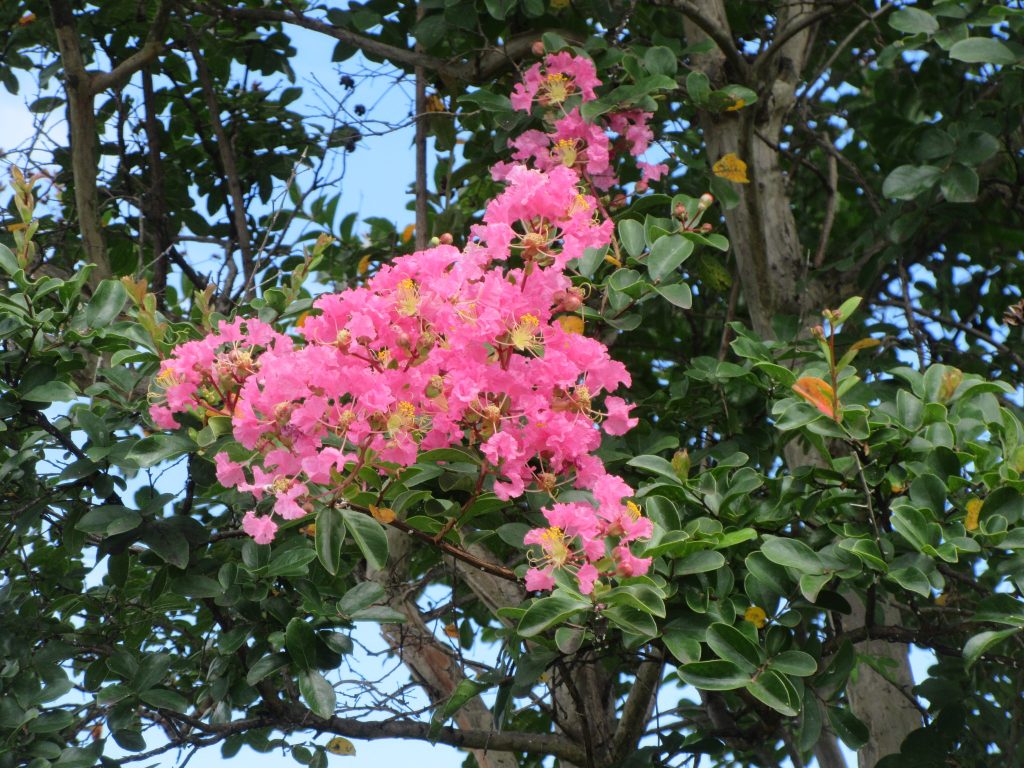 遅咲きの百日紅